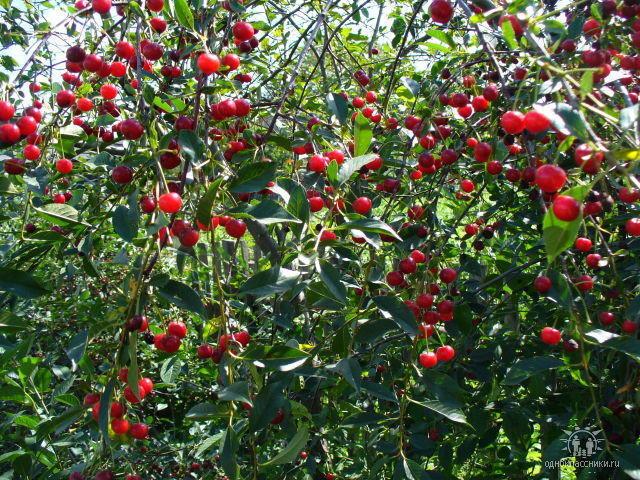 Ароматом багровая вишня,