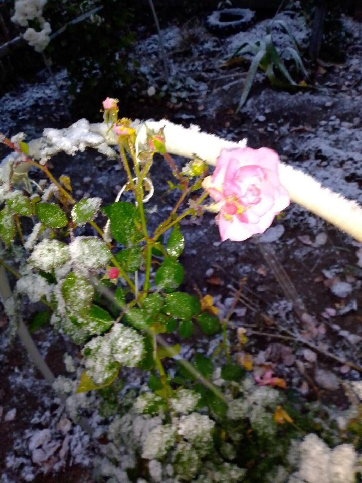 Р О З О Ч К А