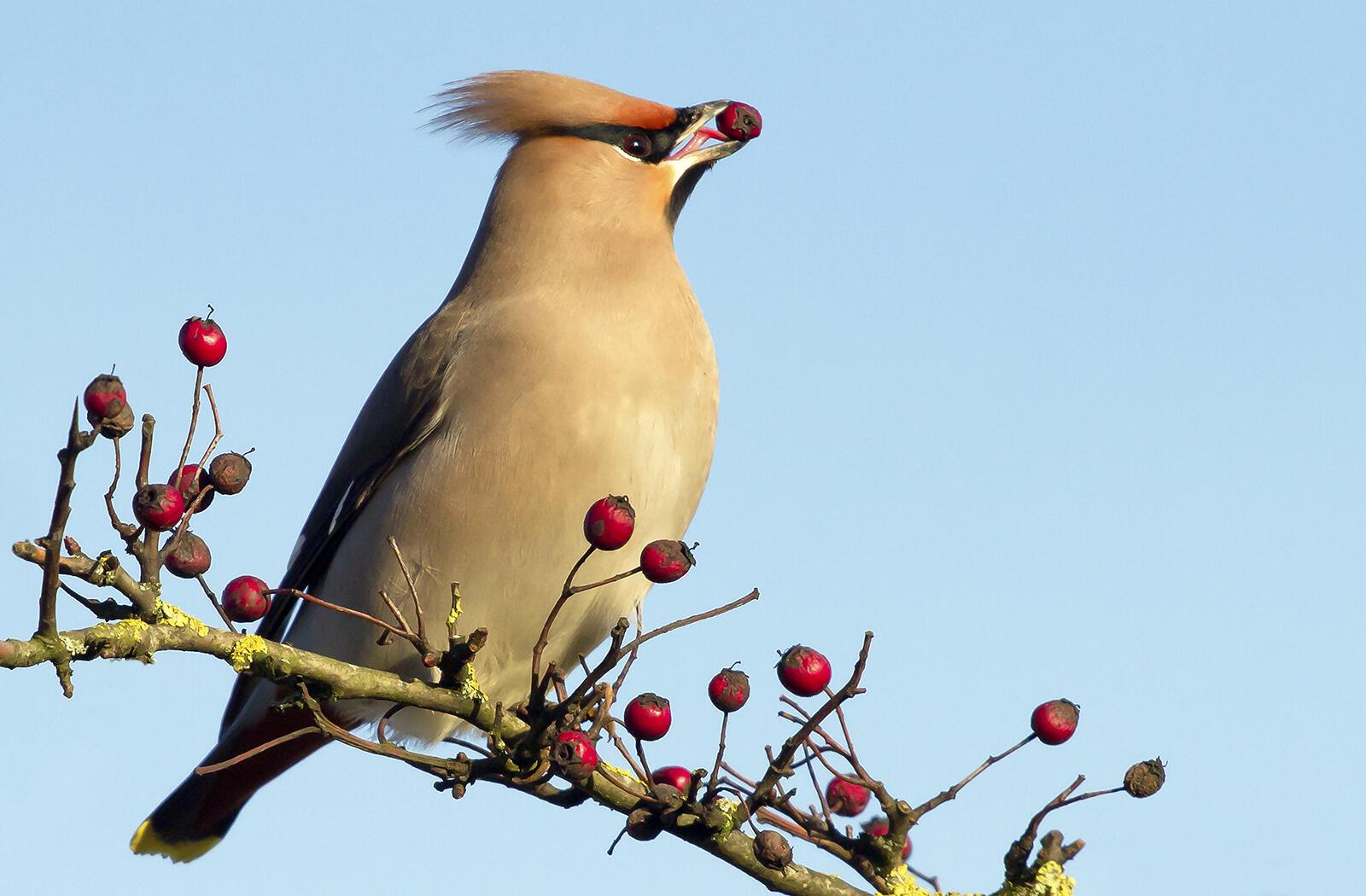 АЗИАТСКАЯ СЕМЕЙКА
