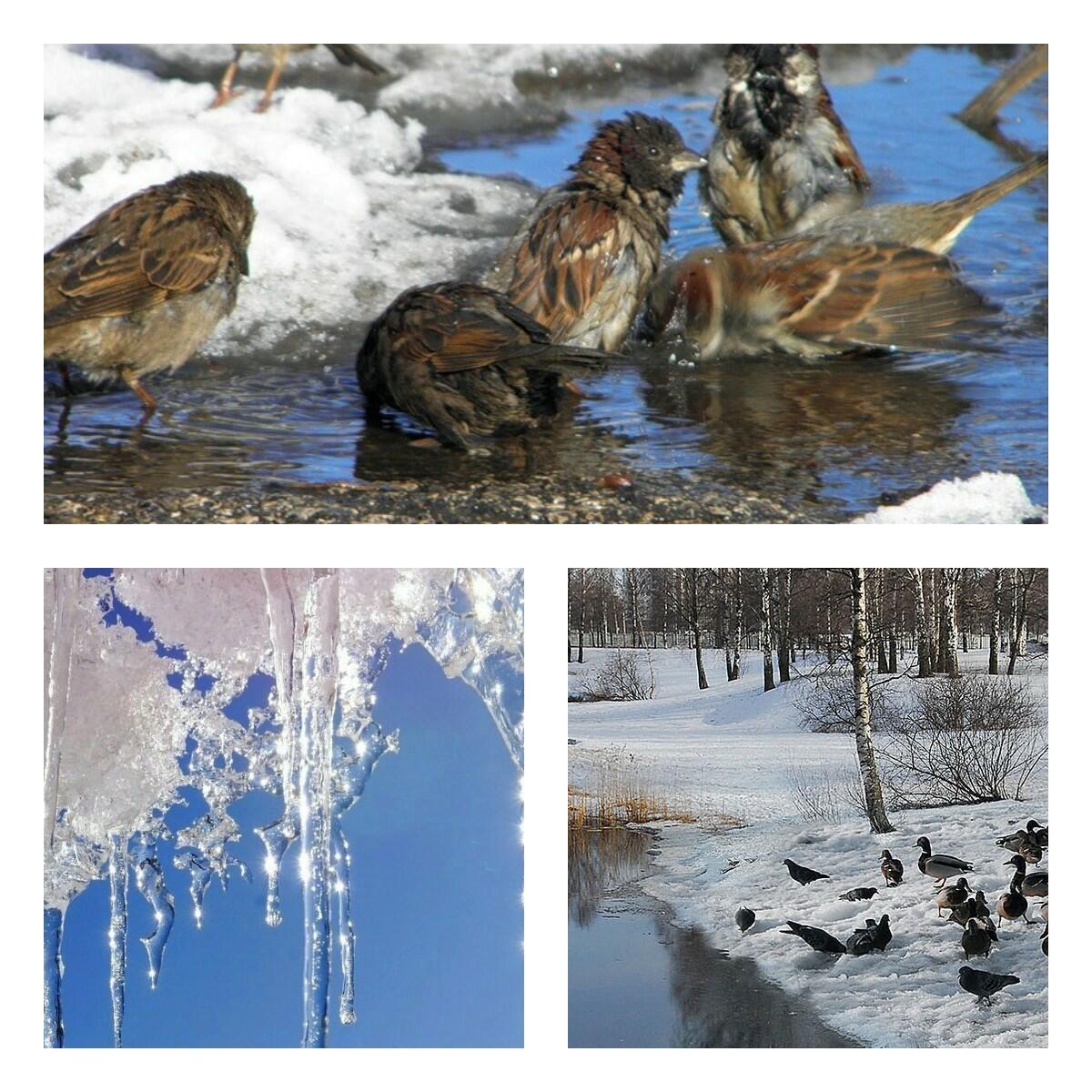 ---Честно весеннее---