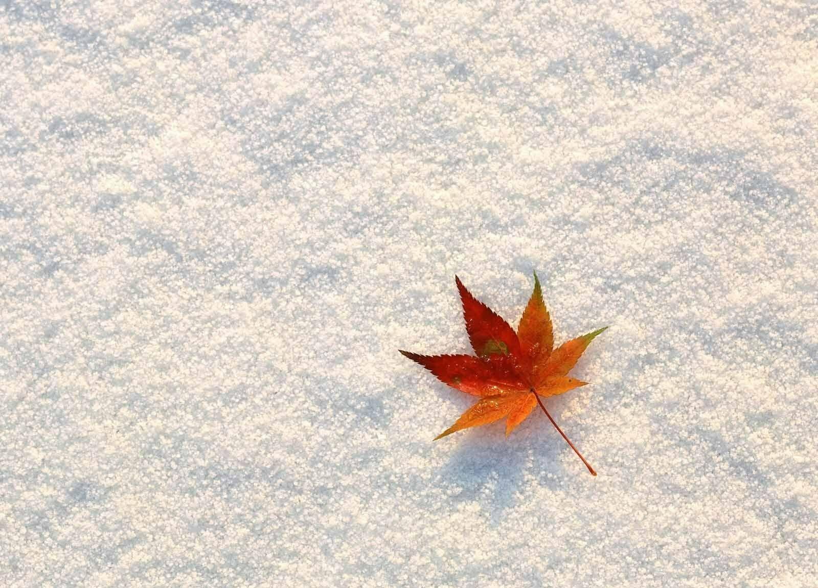 Кленовые листья в снегу