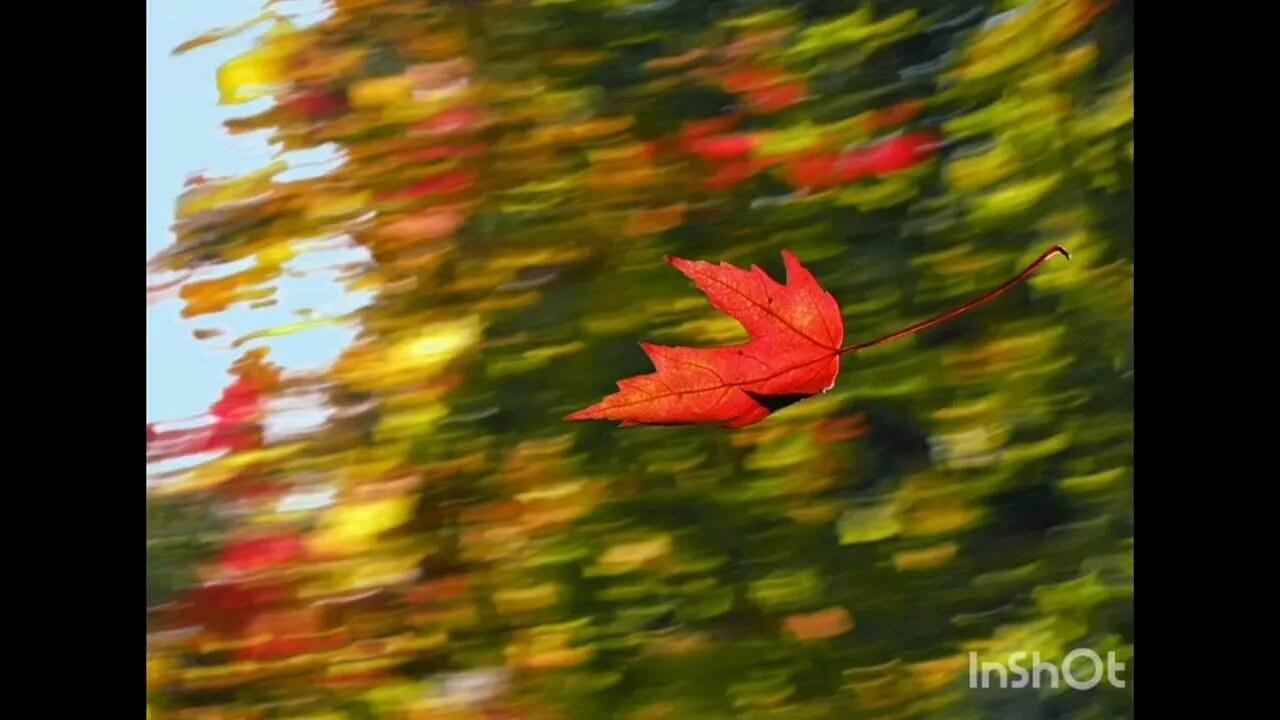 ТАНЕЦ НА ВЕТРУ