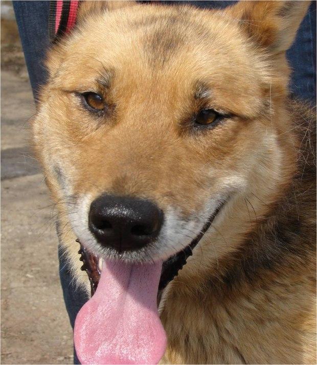 собаки судьбы