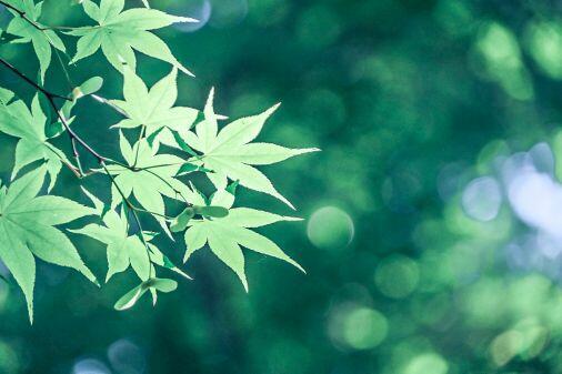 Здравствуй, лето