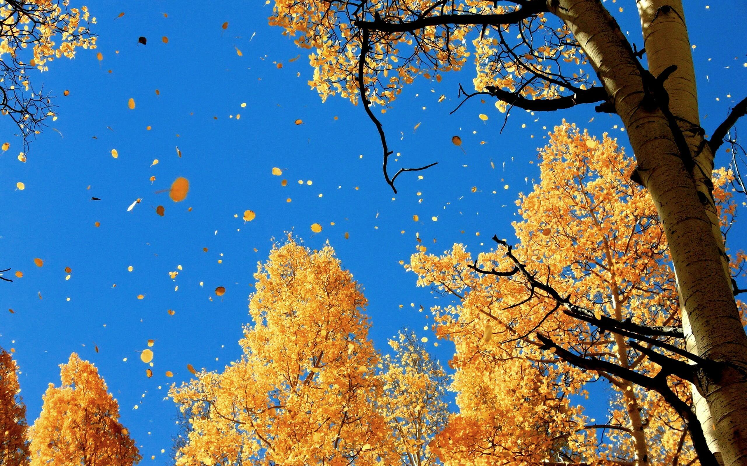 ЕДИНСТВЕННЫЙ  ПОЛЁТ