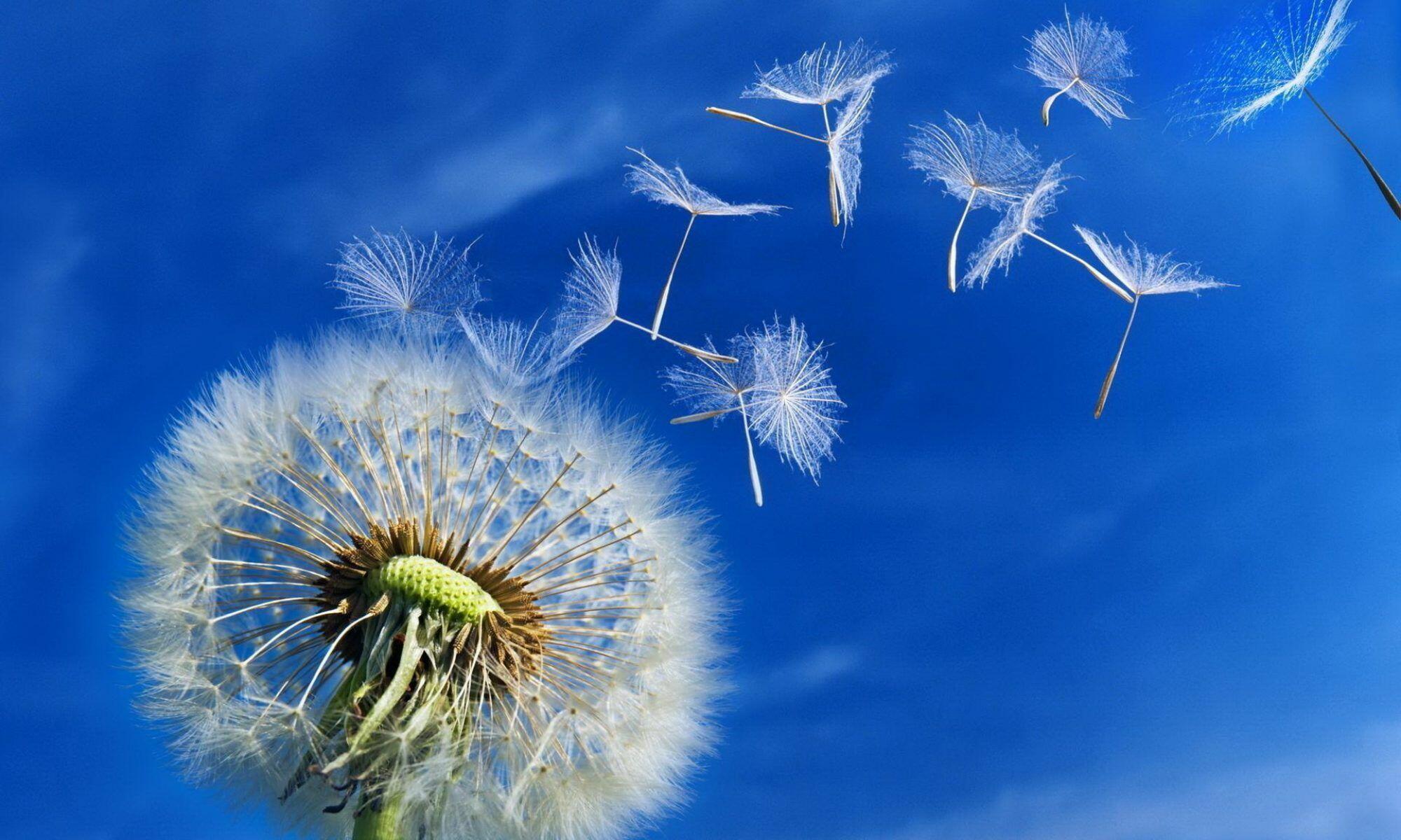 ❤️  ОДУВАНЧИК - ПАРАШЮТ- День ВДВ