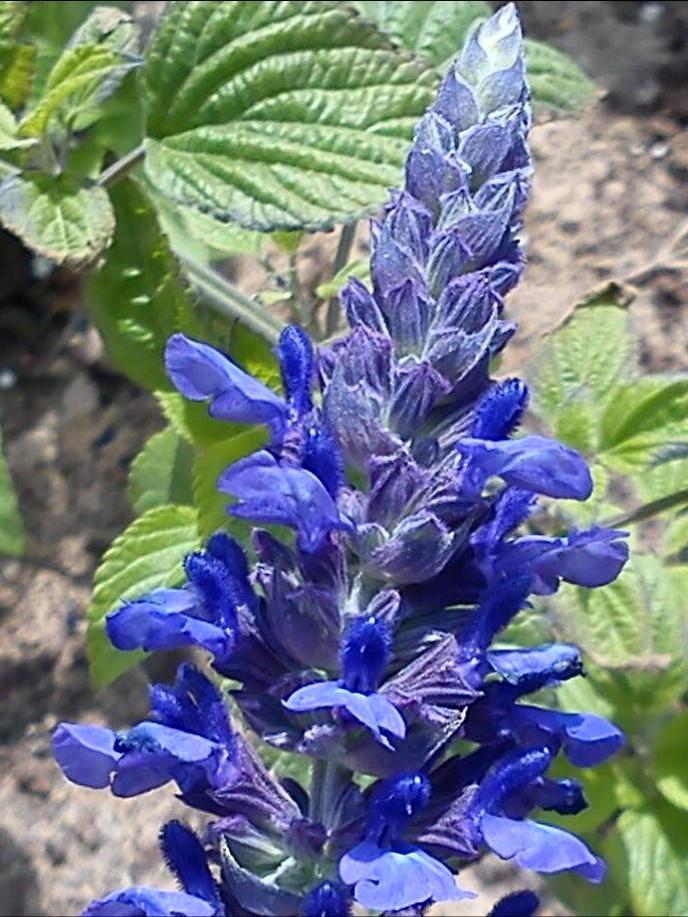 Псалом 2 - перевод с иврита