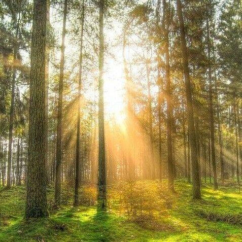 ОСЕНЬ В ЛЕСУ /ИЗ АРХИВА/