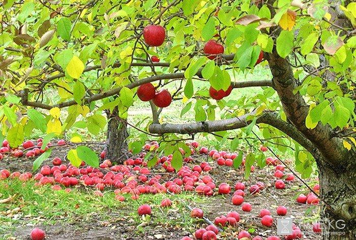 Росла я, где пела кукушка