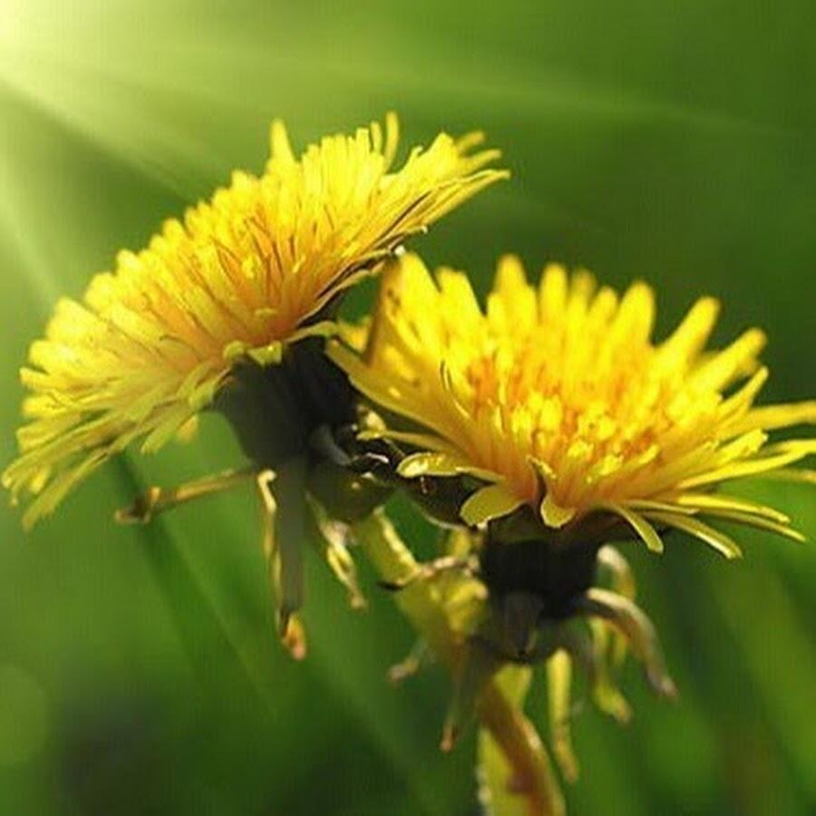 ОБЫКНОВЕННЫЙ ОДУВАНЧИК