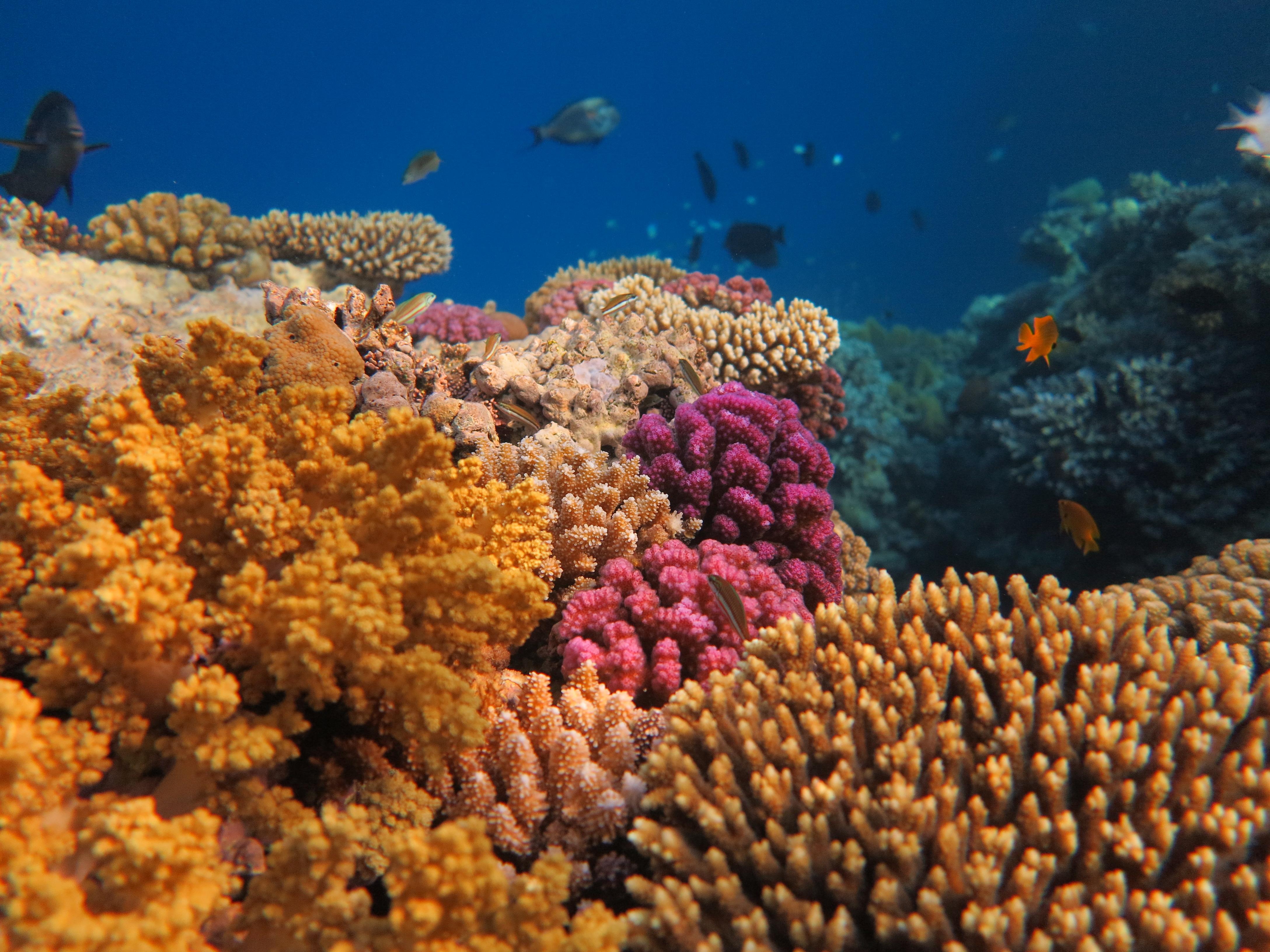 К открытию чартеров в Египет