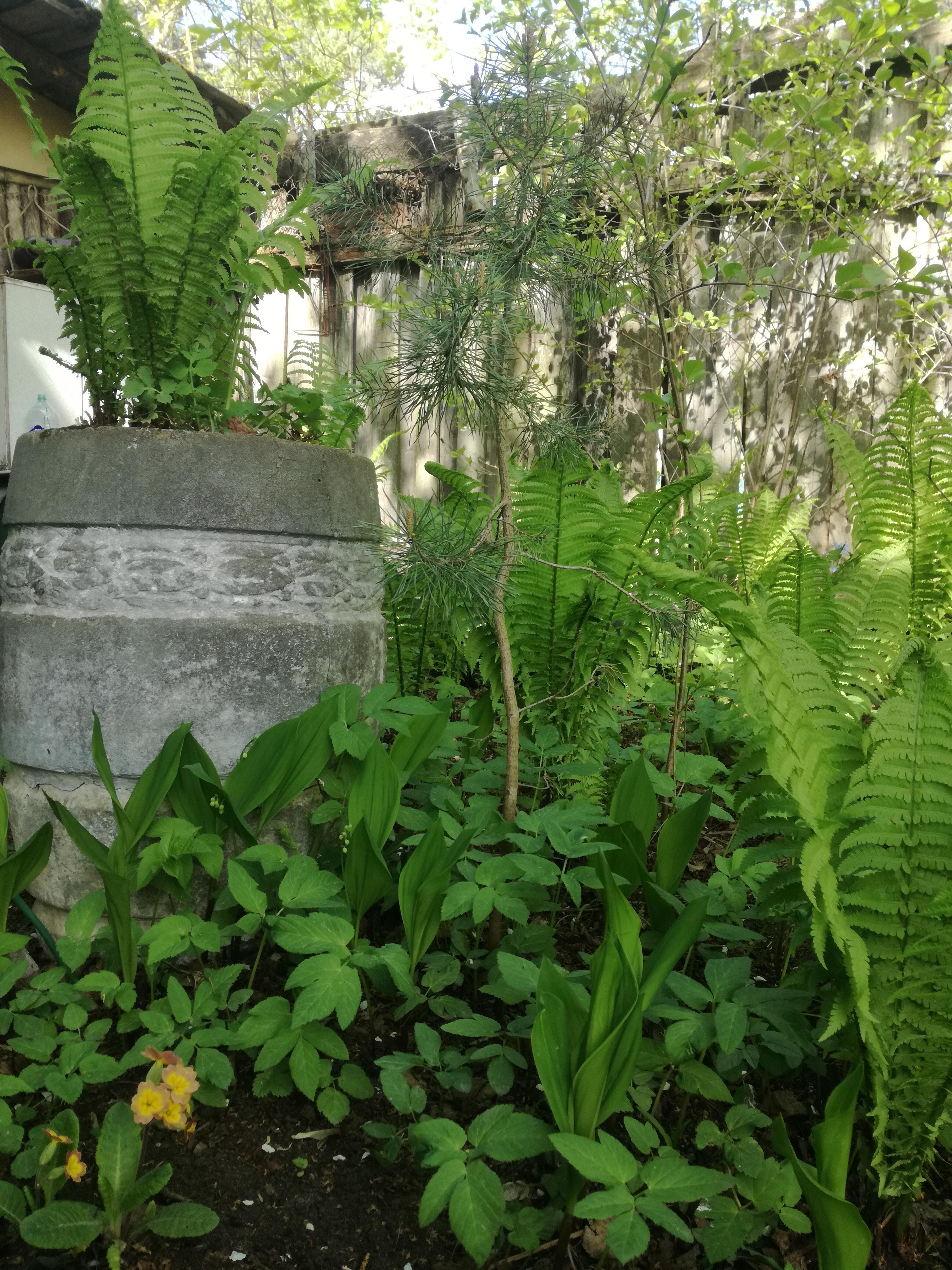 ГЛЯДЯ НА НАТУРУ