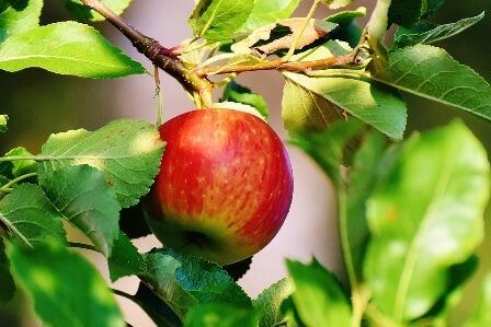 «Яблоко от яблони…»
