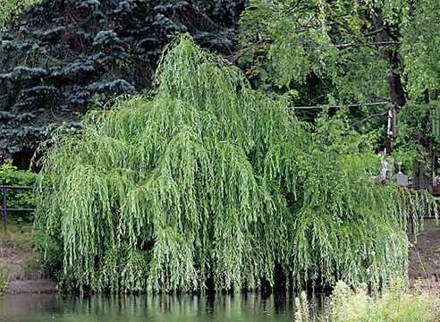 Верба уныло покосилась