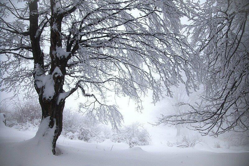 "Природа снова поседела..." (18.12.2020)