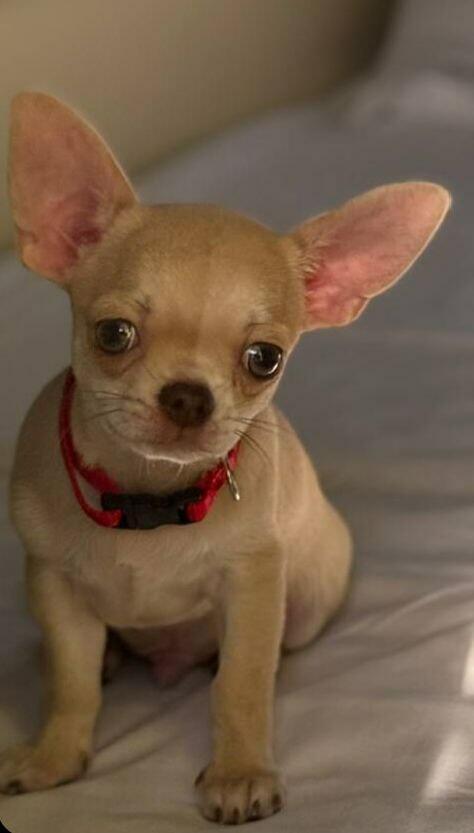 Верность с рождения.