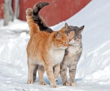 Снимает смуту ранняя капель...