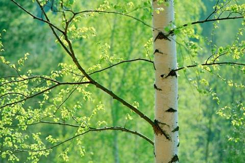 В майском лесу