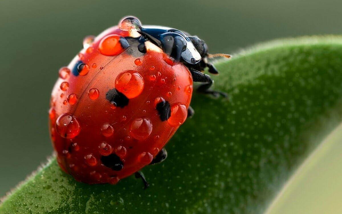 БОЖЬИ  КОРОВКИ