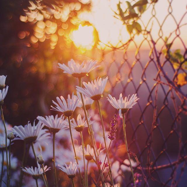 Научи меня жить.