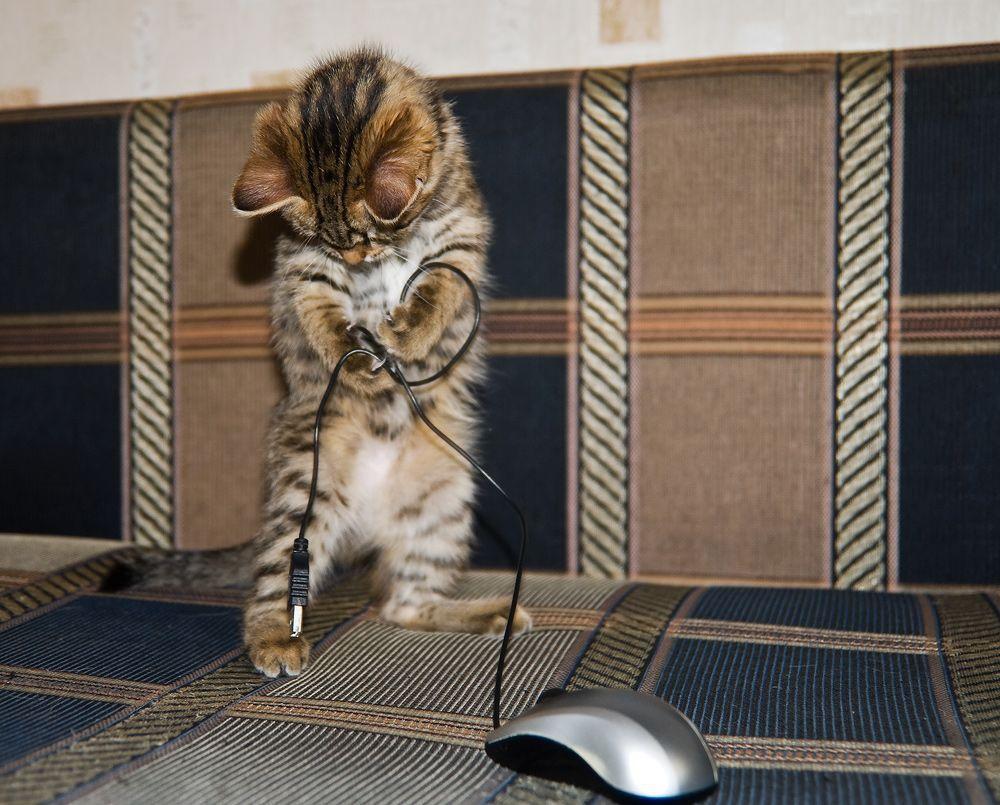 МЫШКА КЛИНИТ - (с улыбкой)