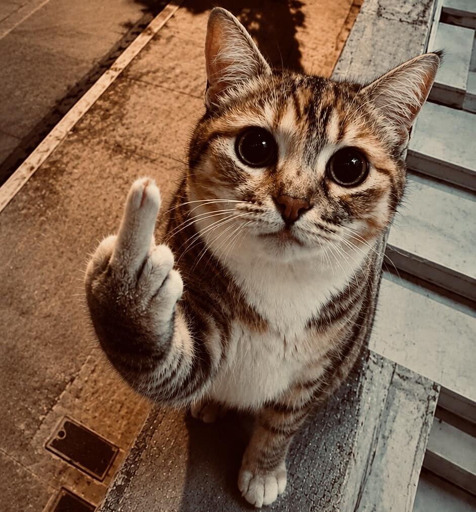 Не всё коту..