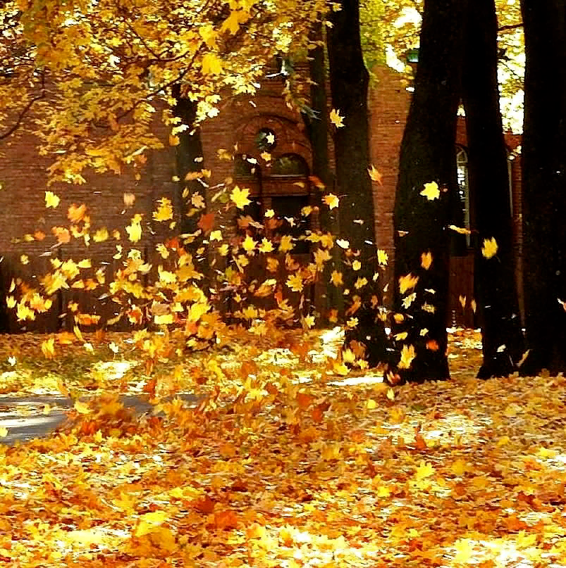 Гонящий листья. Осень листопад. Падающие листья. Листья кружатся в воздухе. Осень падают листья.
