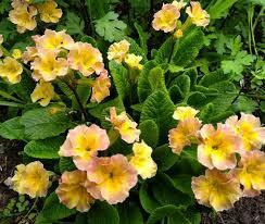 ЦВЕТИКИ МАЯ...