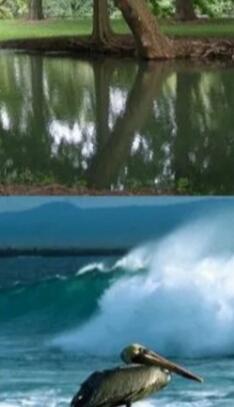 Пруд и море