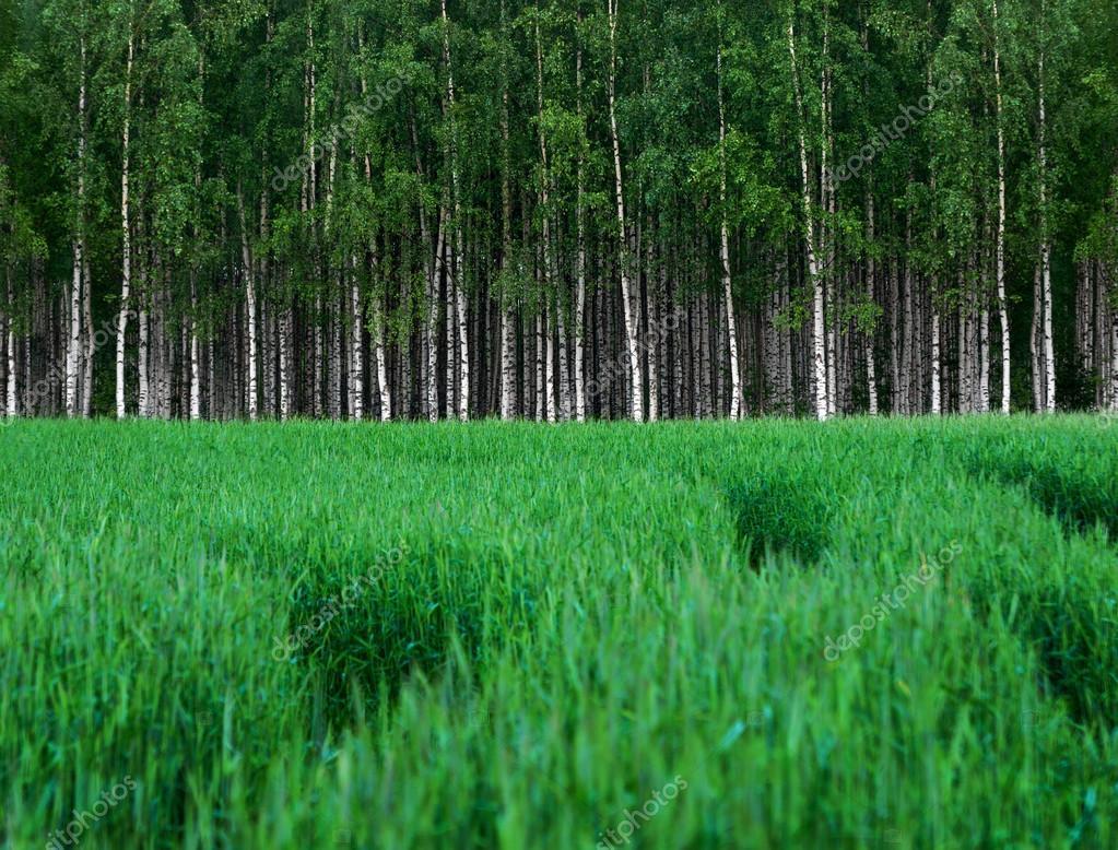 Мне сегодня снова снилось...