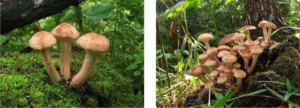 ВЕСТИ С ПОЛЕЙ № 37 (ДУША ЗАОДИНОЧИЛАСЬ…)