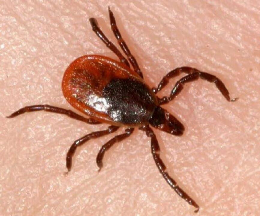 Лучше клЕщи, чем клещИ 