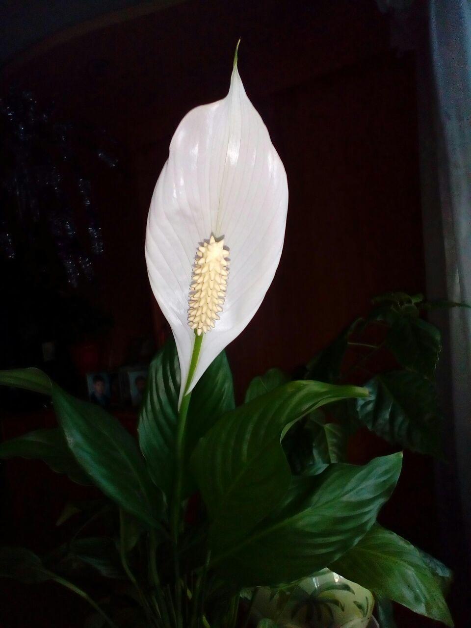 Женское счастье