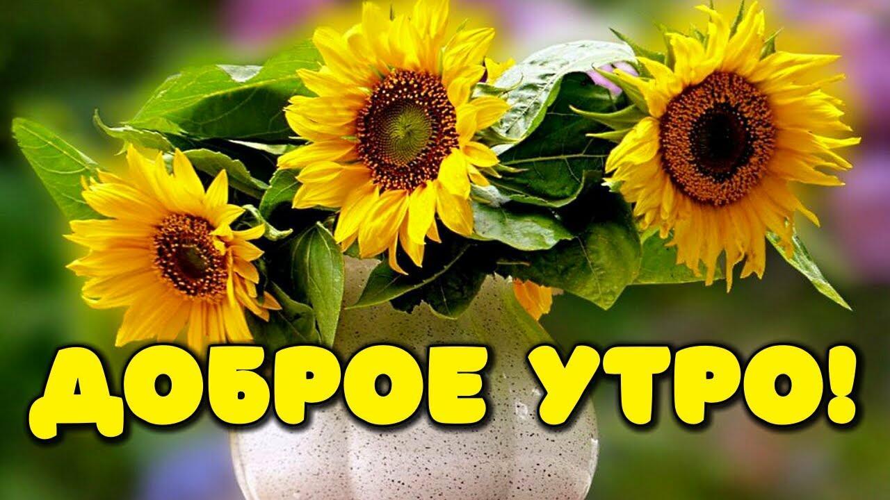 ДОБРОЕ УТРО