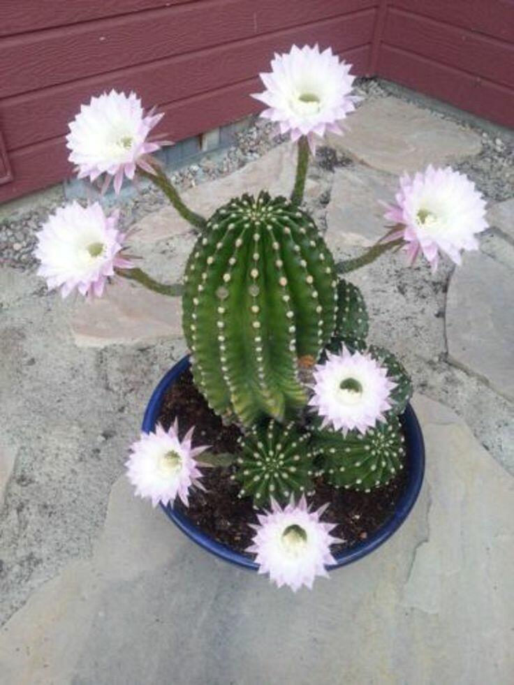 Не буди Кудеяра