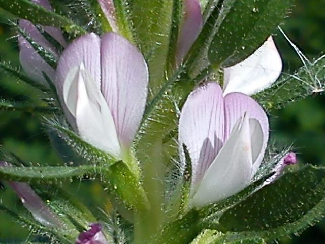 Псалом 1 - перевод с иврита