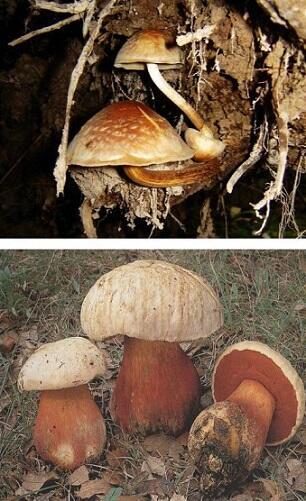 НЕсъедобные и ЯДОВИТЫЕ грибы