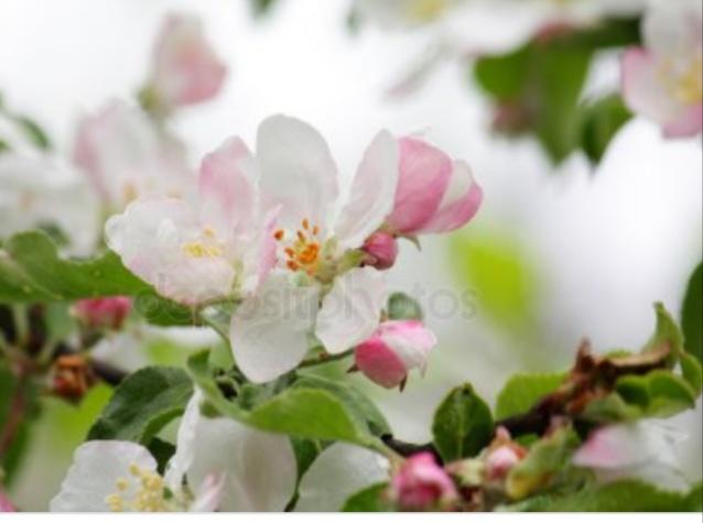 Привет, Поэмбук!