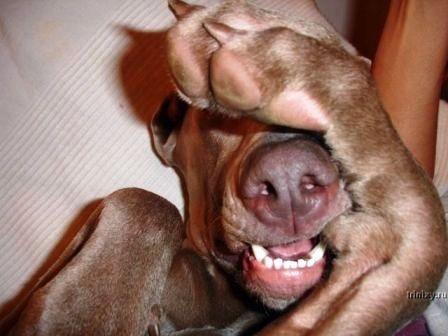 А соседский кобель избрехался