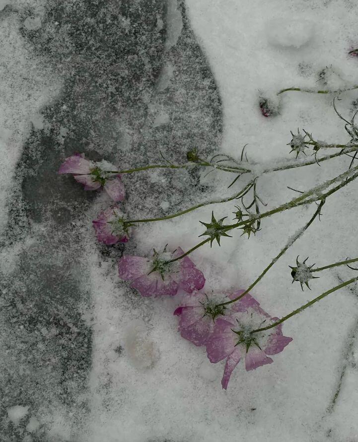 Крайне-запоздалый.