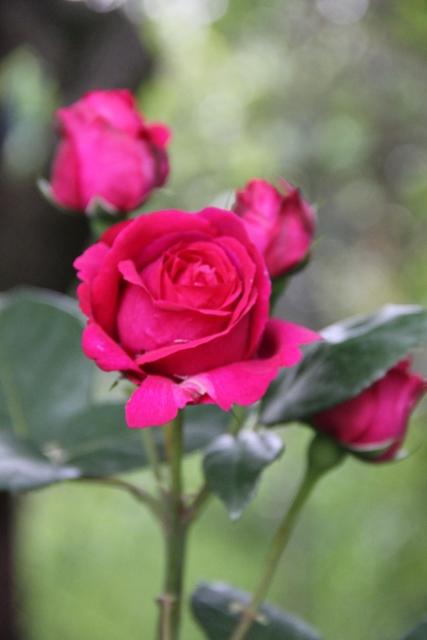 МОИМ ДЯДЬЯМ- ВЕТЕРАНАМ!