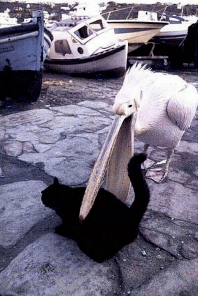 Добыча пеликана.