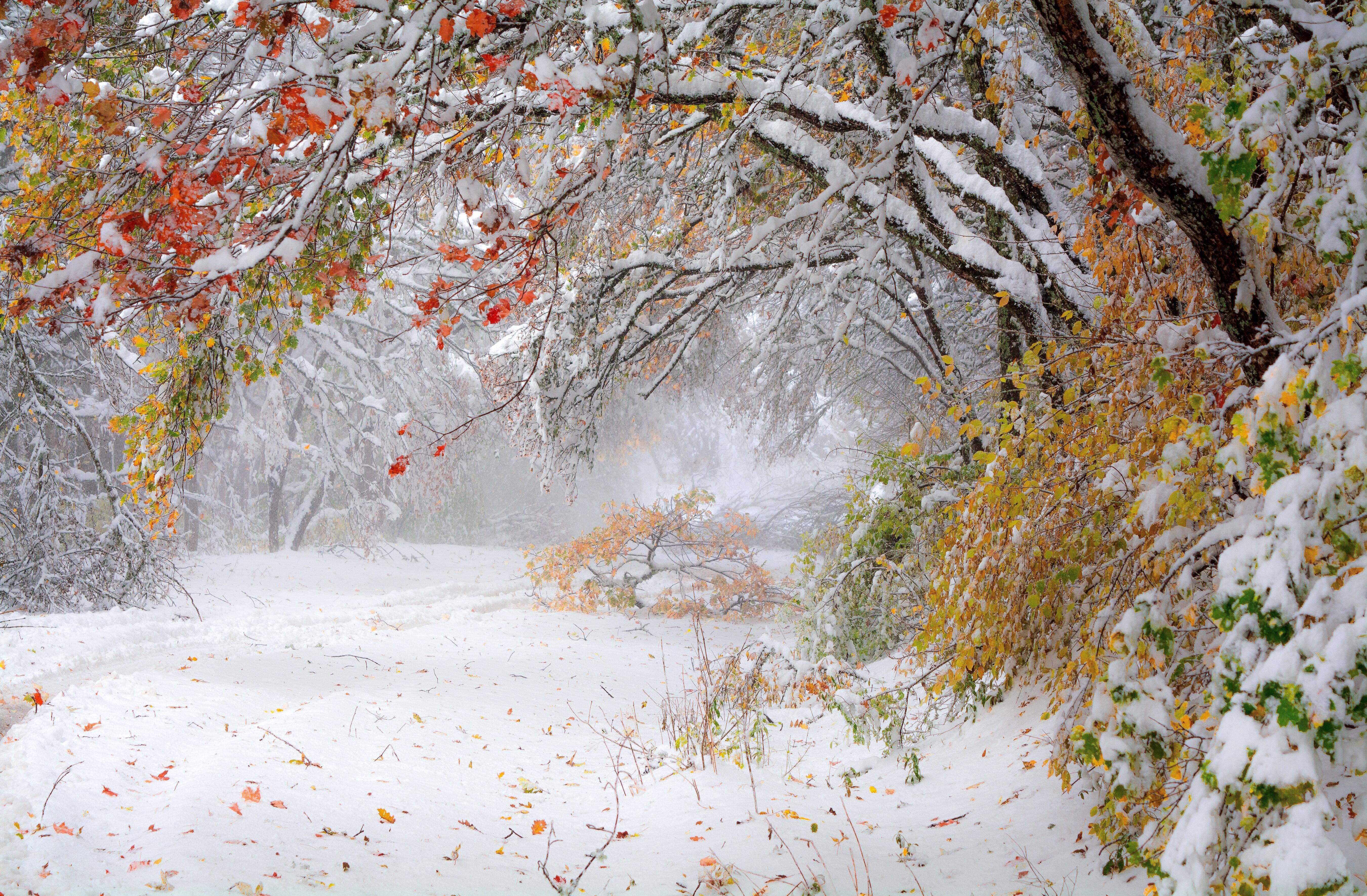 Снежком припорошило. Ранняя зима. Ноябрь природа. Первый снег. Осень первый снег.