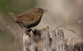 На заборе птичка. Напутственная