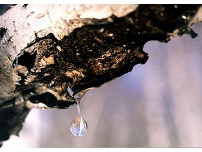 Плачут деревья