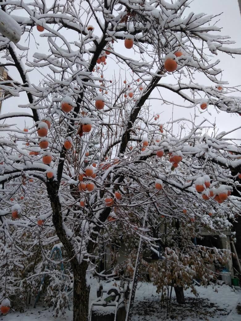Хурма зимой. Хурма дерево. Зимняя хурма. Хурма на дереве зимой. Япония хурма зима.