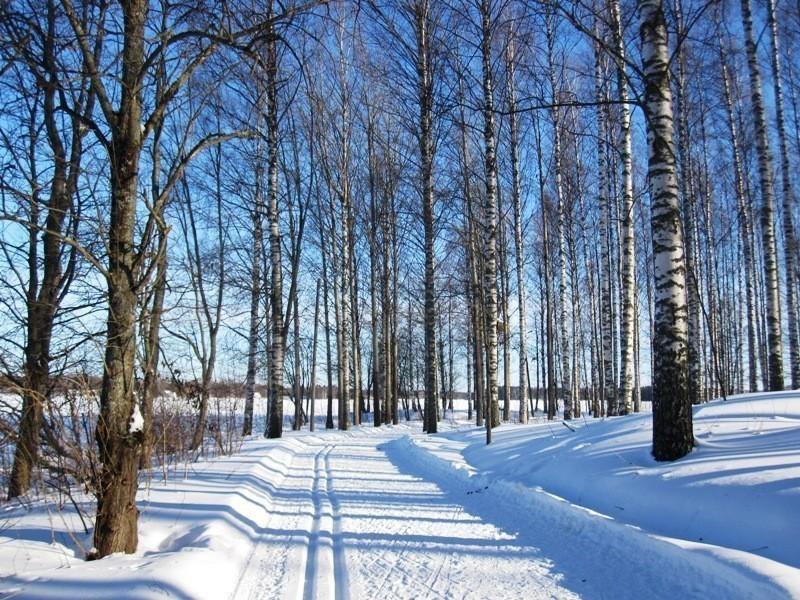 БЕРЁЗ НАД НАМИ КРУЖЕВА