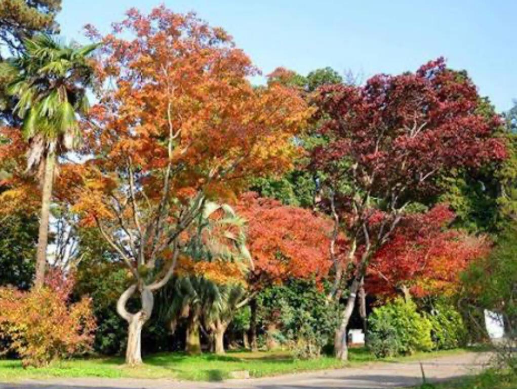 Батуми. Осень.