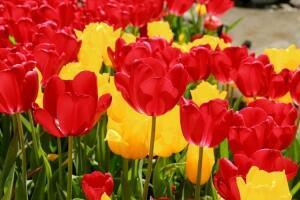 Поэтическое прочтение 116-го псалма