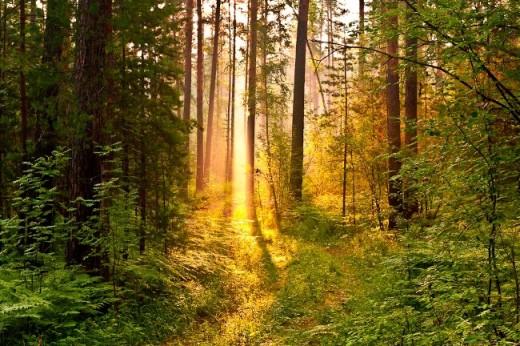 УТРЕННИЕ ЗВОНЫ